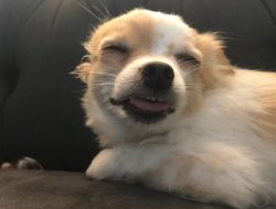 What to Do If Your Dog Ingests Marijuana What to Do If Your Dog Ingests Marijuana