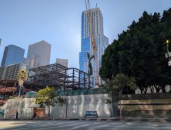Who Will Save Sunshine? The Palm Tree Could Be Bunker Hill’s Last Survivor