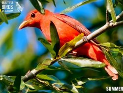 Spot the ‘cigar with wings’ soaring near Alabama chimneys this summer