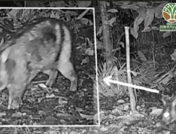 Kelinci Belang Sumatera Terancam Punah Terekam Kamera Trap Kelinci Belang Sumatera Terancam Punah Terekam Kamera Trap