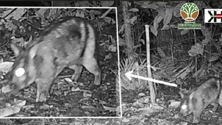 Kelinci Belang Sumatera Terancam Punah Terekam Kamera Trap