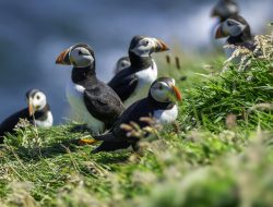 10 Animals on the Brink in the UK