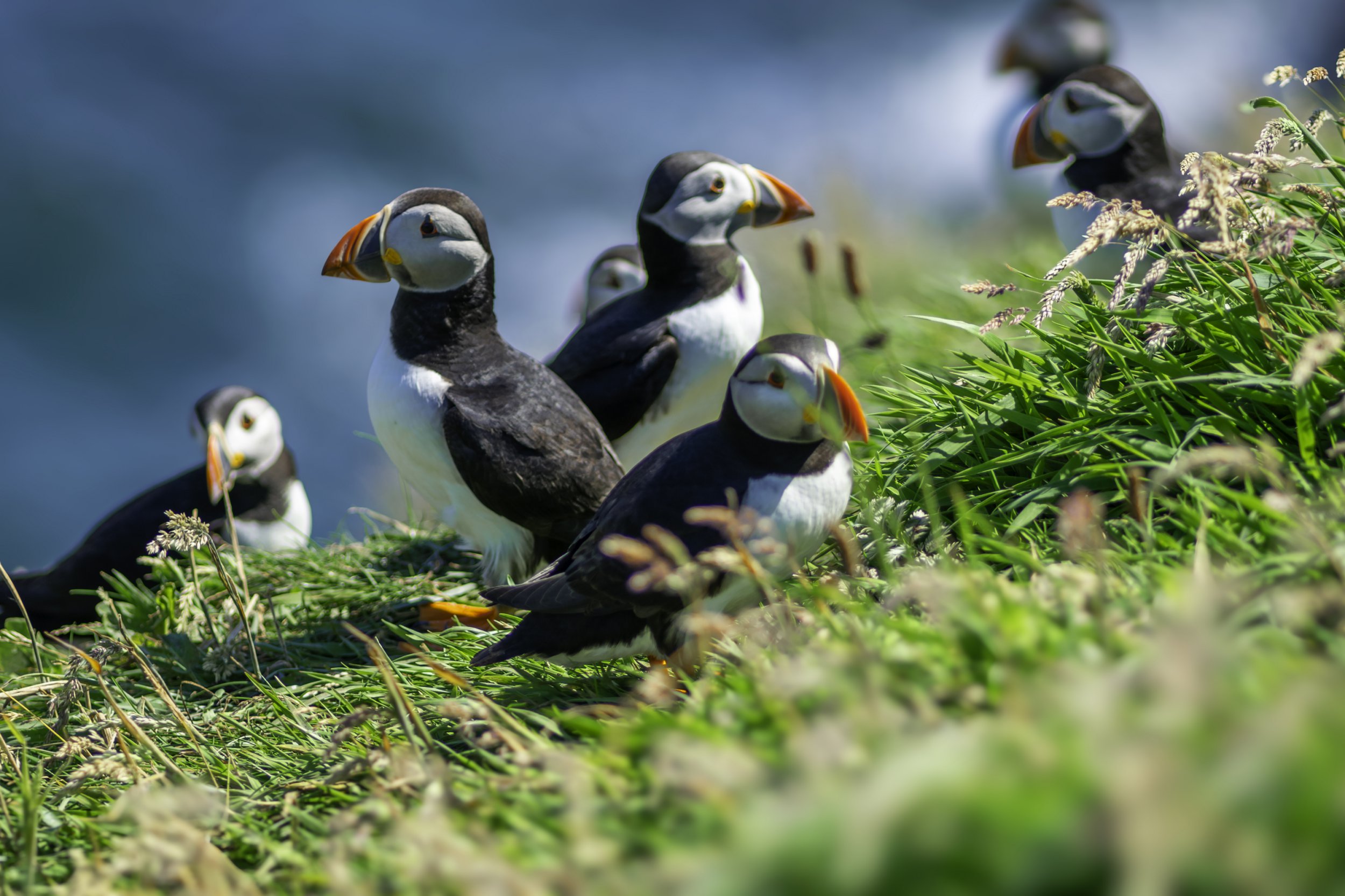 10 Animals on the Brink in the UK