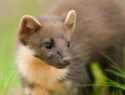 First Pine Marten Kits Born to Reintroduced Animals After 100 Years First Pine Marten Kits Born to Reintroduced Animals After 100 Years
