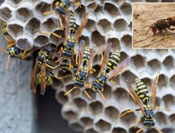 More Wasps This Year: Driest Spring in 132 Years and Summer Heat Boost Numbers