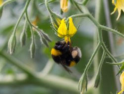 The Hidden Pain of Bumblebee Breeding in Tomato Farming