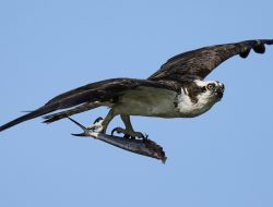 Osprey’s Comeback Threatened by Nesting Crises and Overfishing
