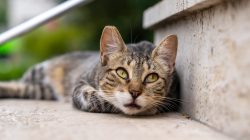 Woman Feeds Stray Cat, Torn by Who Comes Next Day