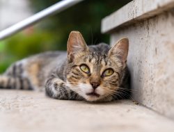 Woman Feeds Stray Cat, Torn by Who Comes Next Day Woman Feeds Stray Cat, Torn by Who Comes Next Day