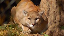 Hiker’s Terrifying Encounter With Mountain Lion in Southern California