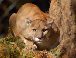 Hiker’s Terrifying Encounter With Mountain Lion in Southern California