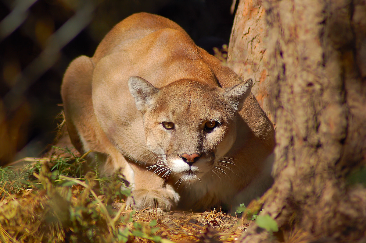 Hiker’s Terrifying Encounter With Mountain Lion in Southern California