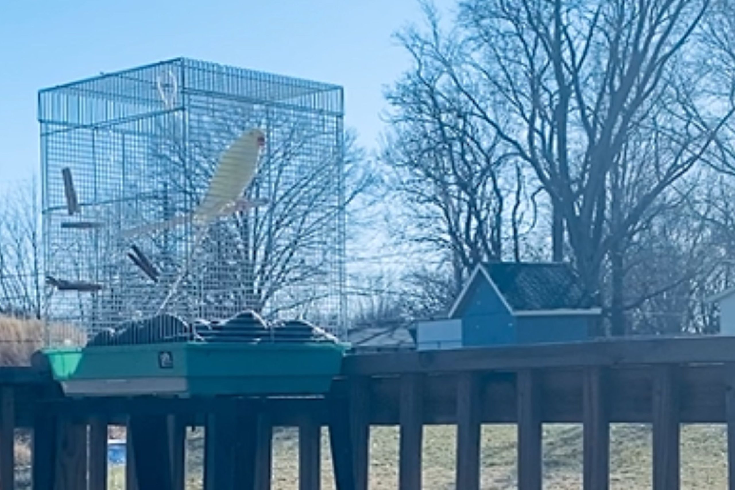 Bird Begins Talking, Owner Discovers the Source