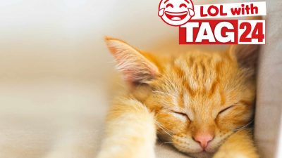 Caturday Joke: A Kitten Laugh for July 12, 2025
