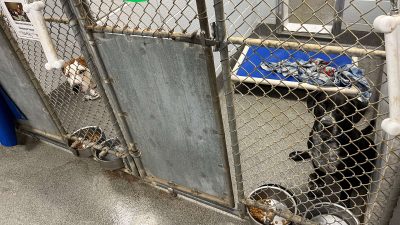 Adoptions and Fosters Offer Hope, But Huntsville Shelter Remains Full