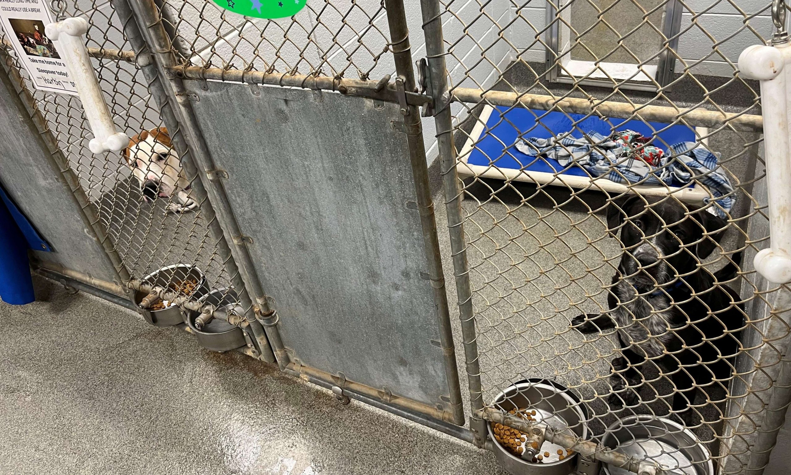 Adoptions and Fosters Offer Hope, But Huntsville Shelter Remains Full