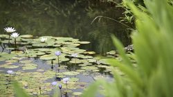 Frog’s Mouth Mystery: A Bizarre Photo Revealed