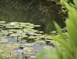 Frog’s Mouth Mystery: A Bizarre Photo Revealed