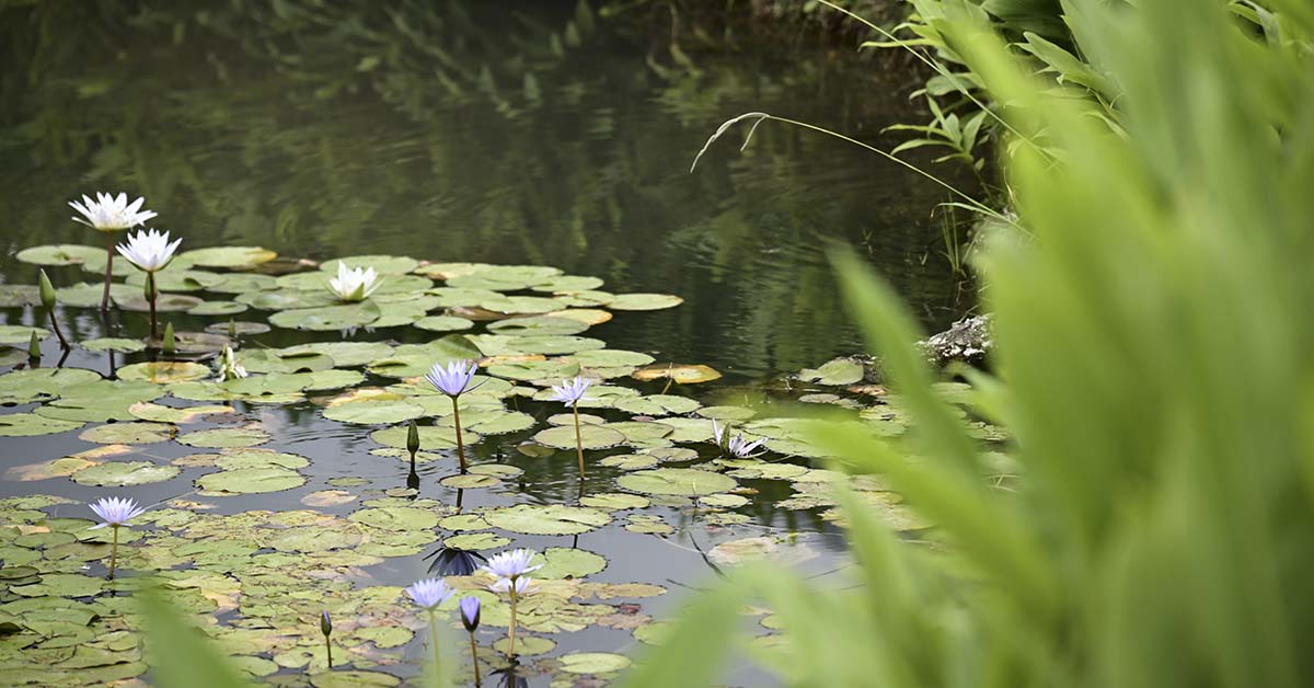 Frog’s Mouth Mystery: A Bizarre Photo Revealed