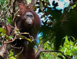 Kawasan TRC Mangkutup Lindungi 58.000 Hektare Habitat Orangutan Kalteng Kawasan TRC Mangkutup Lindungi 58.000 Hektare Habitat Orangutan Kalteng