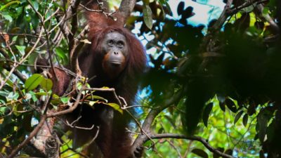 Kawasan TRC Mangkutup Lindungi 58.000 Hektare Habitat Orangutan Kalteng