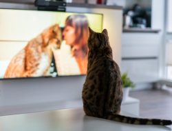 Three Kitties Cuddled by the TV in Adorable Unity Three Kitties Cuddled by the TV in Adorable Unity