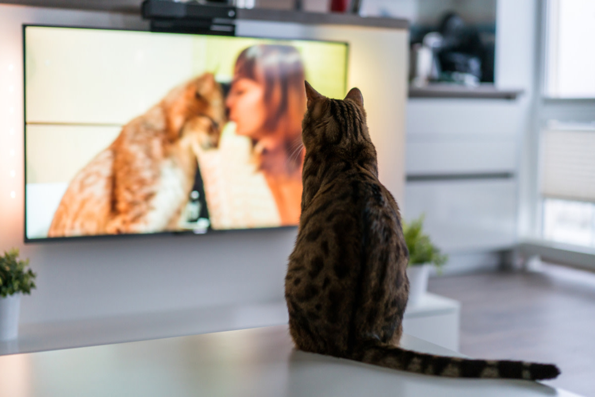 Three Kitties Cuddled by the TV in Adorable Unity