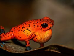 The Allure and Peril of Red: 10 Animals That Shine and Signal