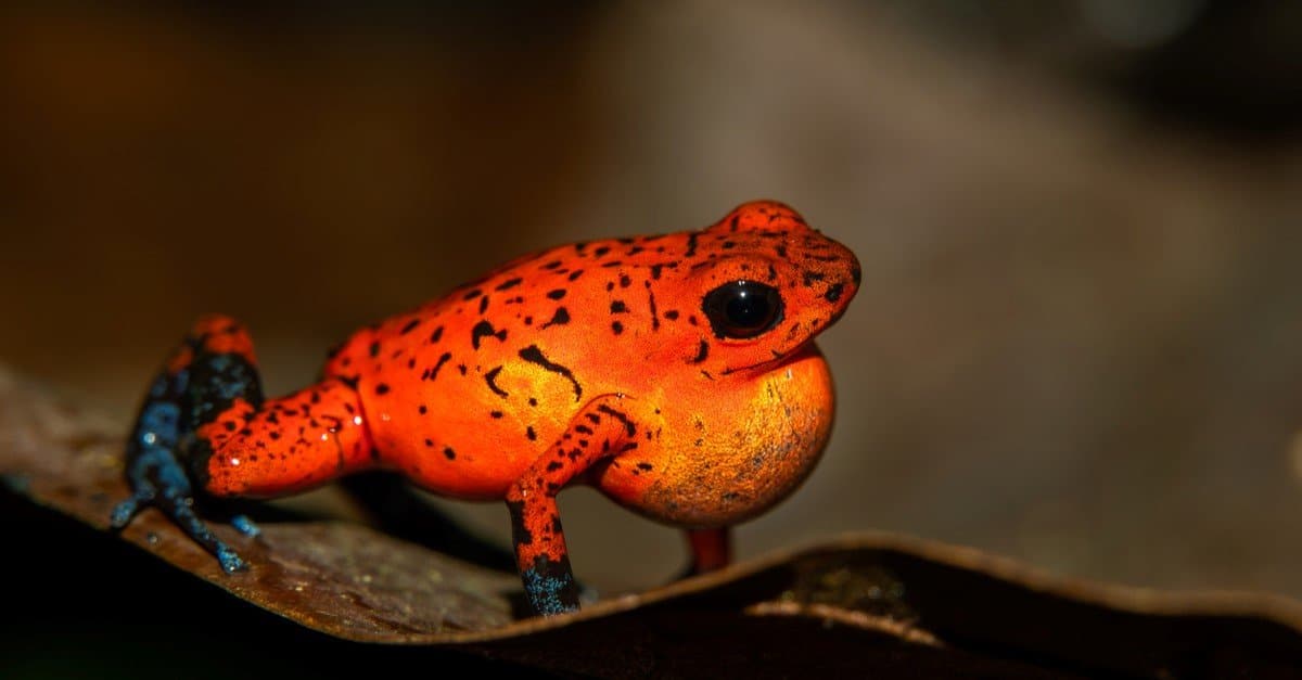The Allure and Peril of Red: 10 Animals That Shine and Signal