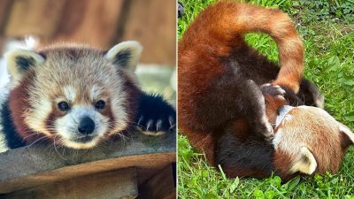 Cute Red Panda’s Sudden Death Shocks Zoo Visitors