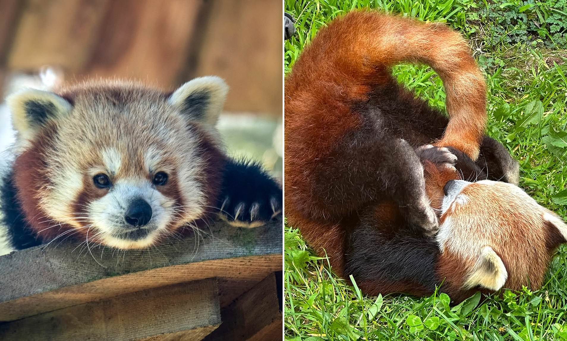 Cute Red Panda’s Sudden Death Shocks Zoo Visitors