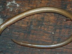 5 Kadal Pemakan Tanah yang Sama Hebatnya dengan Tikus dan Undur-undur! 5 Kadal Pemakan Tanah yang Sama Hebatnya dengan Tikus dan Undur-undur!