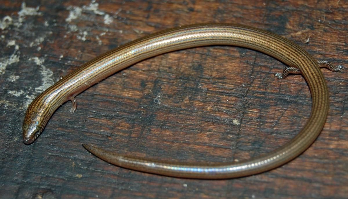 5 Kadal Pemakan Tanah yang Sama Hebatnya dengan Tikus dan Undur-undur!