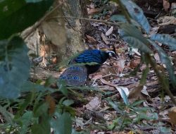 5 Fakta Menarik Burung Peacock-pheasant Palawan, Spesies Langka Filipina 5 Fakta Menarik Burung Peacock-pheasant Palawan, Spesies Langka Filipina