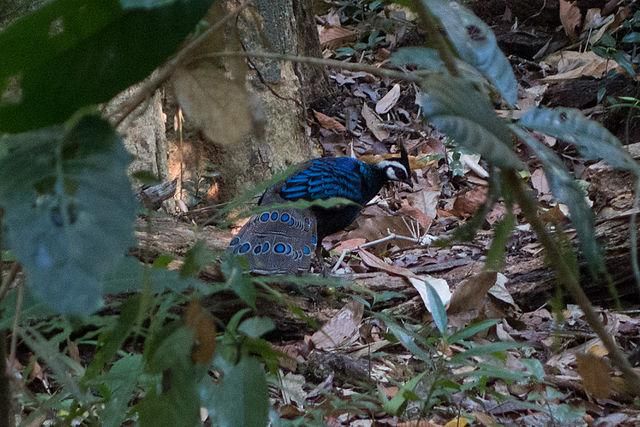 5 Fakta Menarik Burung Peacock-pheasant Palawan, Spesies Langka Filipina