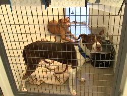 ‘Near Breaking Point:’ Pinal County Shelter Struggles to Help Amid Rising Needs ‘Near Breaking Point:’ Pinal County Shelter Struggles to Help Amid Rising Needs