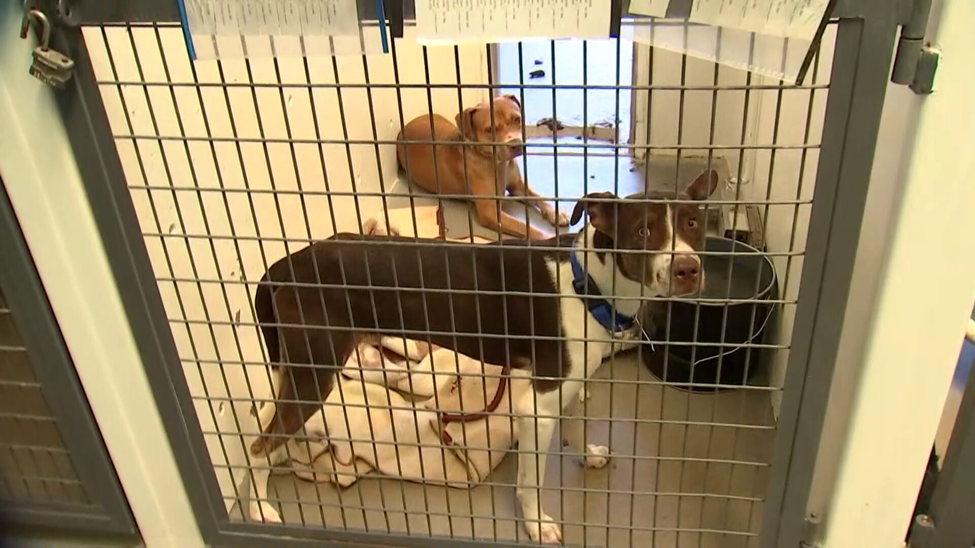 ‘Near Breaking Point:’ Pinal County Shelter Struggles to Help Amid Rising Needs