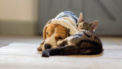 Pasadena Humane Lifts Adoption Fees to Alleviate Shelter Overcrowding