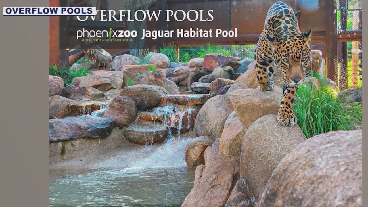 Phoenix Zoo’s Big Cat Pools Pose Unique Builder Challenge