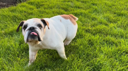 How This Bulldog Secured an EU Passport