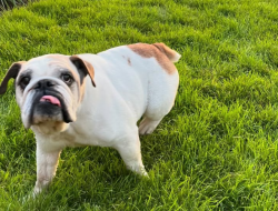How This Bulldog Secured an EU Passport
