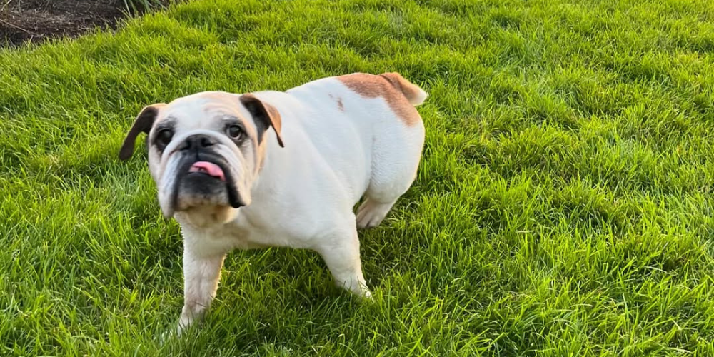 How This Bulldog Secured an EU Passport