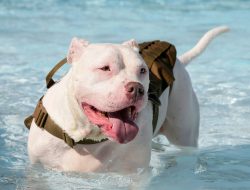Over 110 Pets Died from Heat in 2024 – Essential Protection Tips Over 110 Pets Died from Heat in 2024 – Essential Protection Tips
