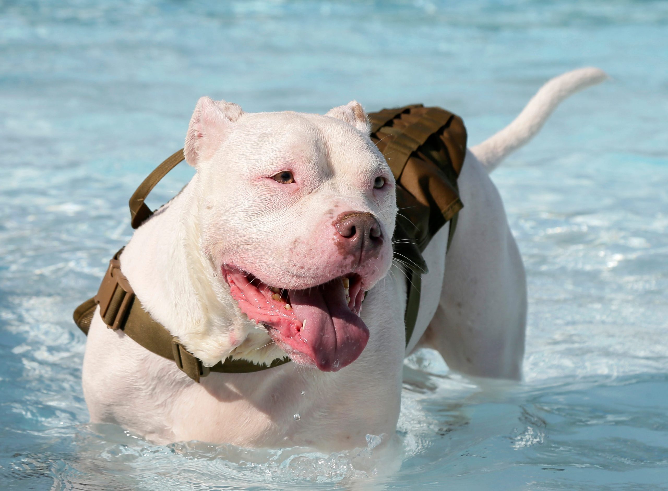 Over 110 Pets Died from Heat in 2024 – Essential Protection Tips