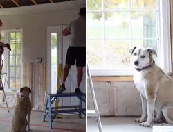 Dog insists on joining every step of couple’s home renovation Dog insists on joining every step of couple’s home renovation