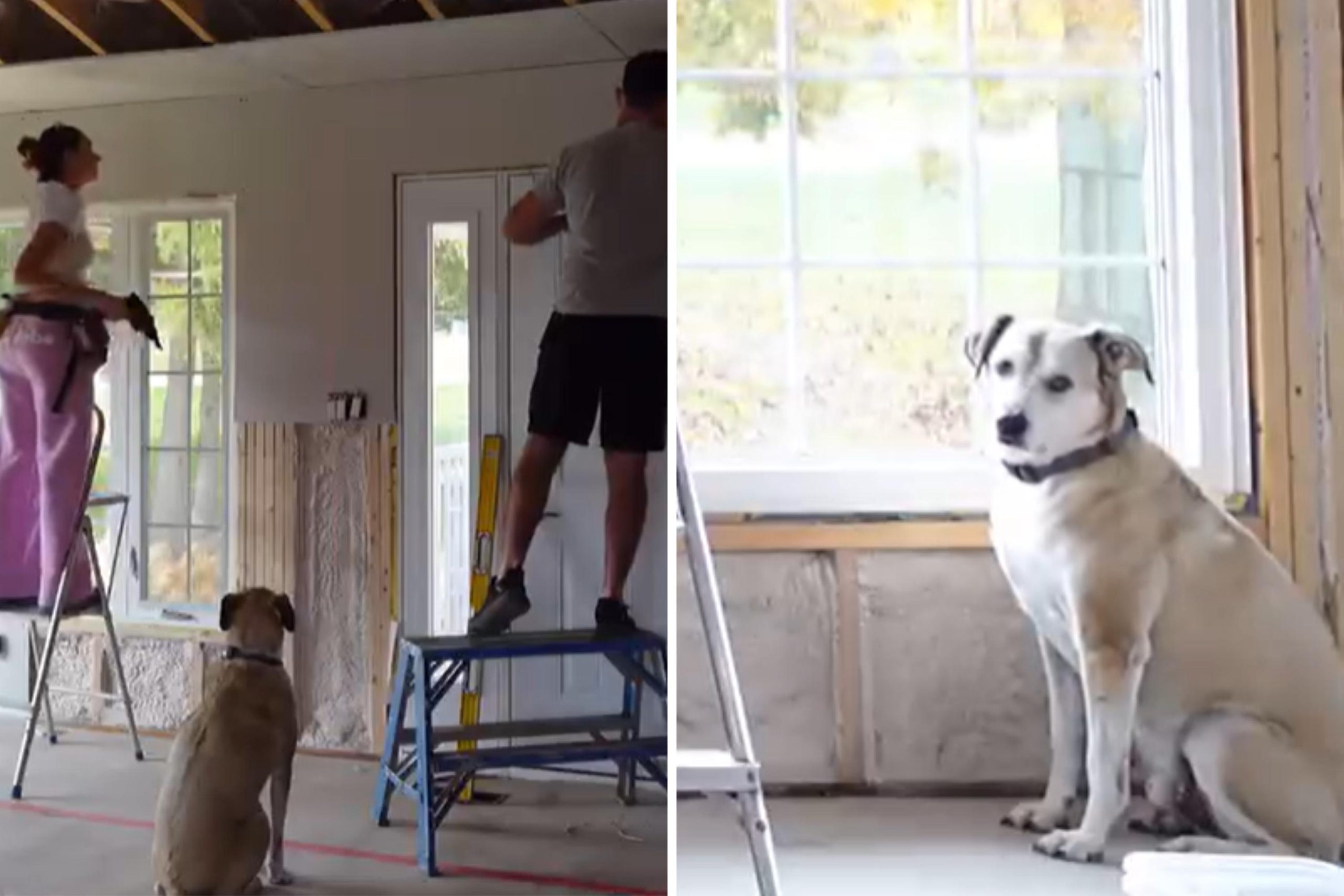 Dog insists on joining every step of couple’s home renovation