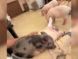 POV: Your Husband Wins Over a Pig Café in Japan