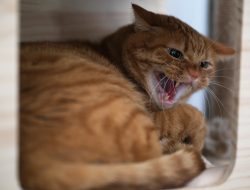 Furious Cat Refuses to Let Owners Near—Reason Goes Viral Furious Cat Refuses to Let Owners Near—Reason Goes Viral