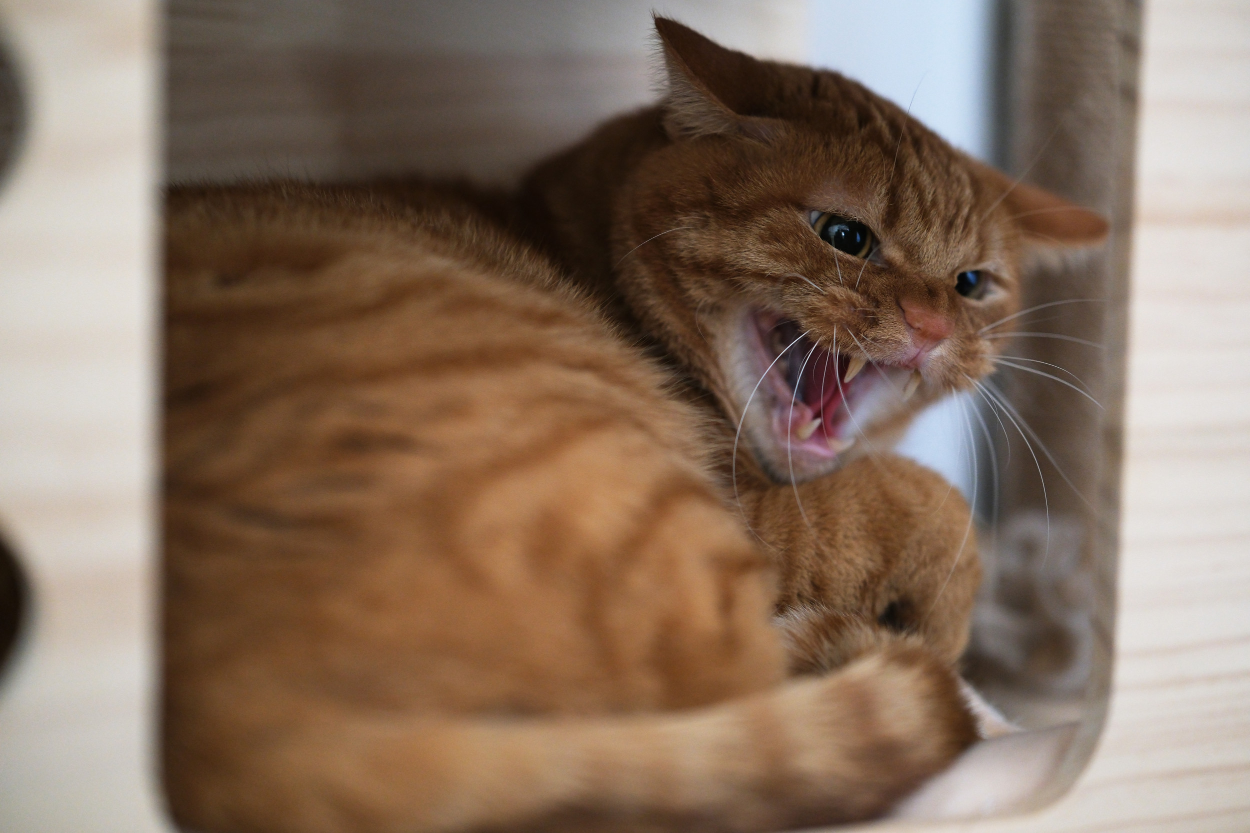 Furious Cat Refuses to Let Owners Near—Reason Goes Viral
