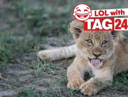 Daily Joke: Animal Humor for July 14, 2025